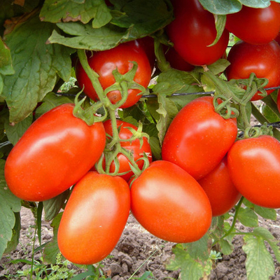 Шанти F1 семена томата детерминантного (Hazera / Хазера)