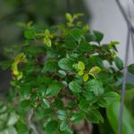 Готовый флорариум бонсай Японский вяз Айсберг