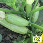 Марселла F1 семена кабачка (Enza Zaden / Энза Заден)