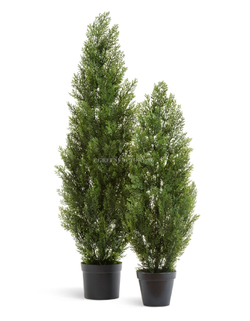 Туя Эйр Элеганс уличная