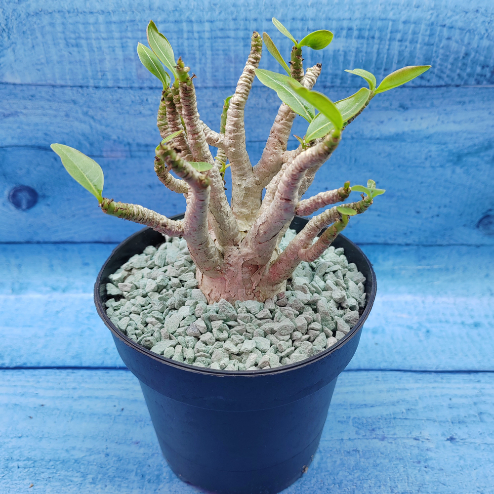 Adenium Baobab (Адениум)