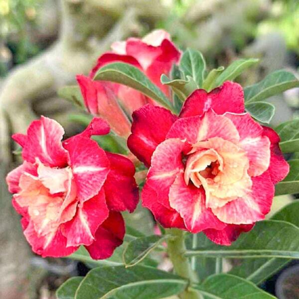 Адениум MACHAEL