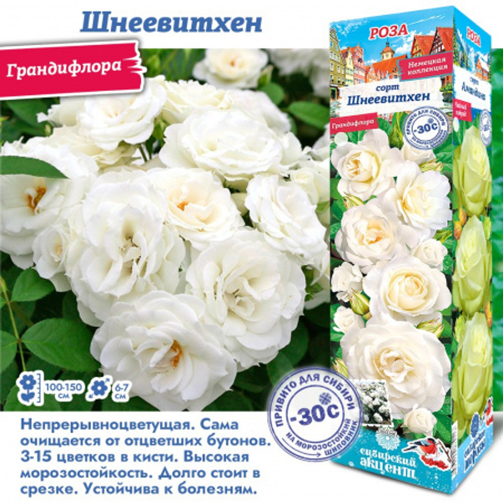 Роза Шнеевитхен (Грандифлора)