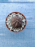 Euphoria Obesa (Эуфорбия)
