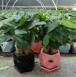 Пахира Little Forest Three-Branch ке