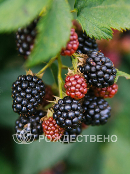 Ежевика Чачанска Бестрна