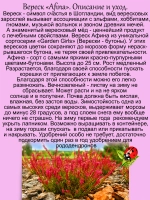 Вереск Афина красно пурпурный бутонный