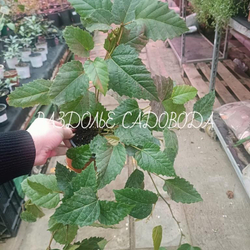 Циссус (берёзка)