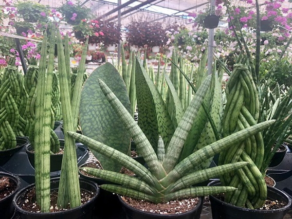 Сансевиерия: полезные свойства и уход за растением