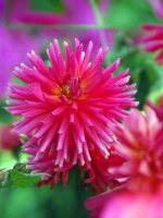 Георгин бордюрный Сити оф Лейден