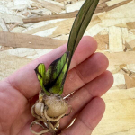 Замиокулькас BLACK VAR 1 leaf