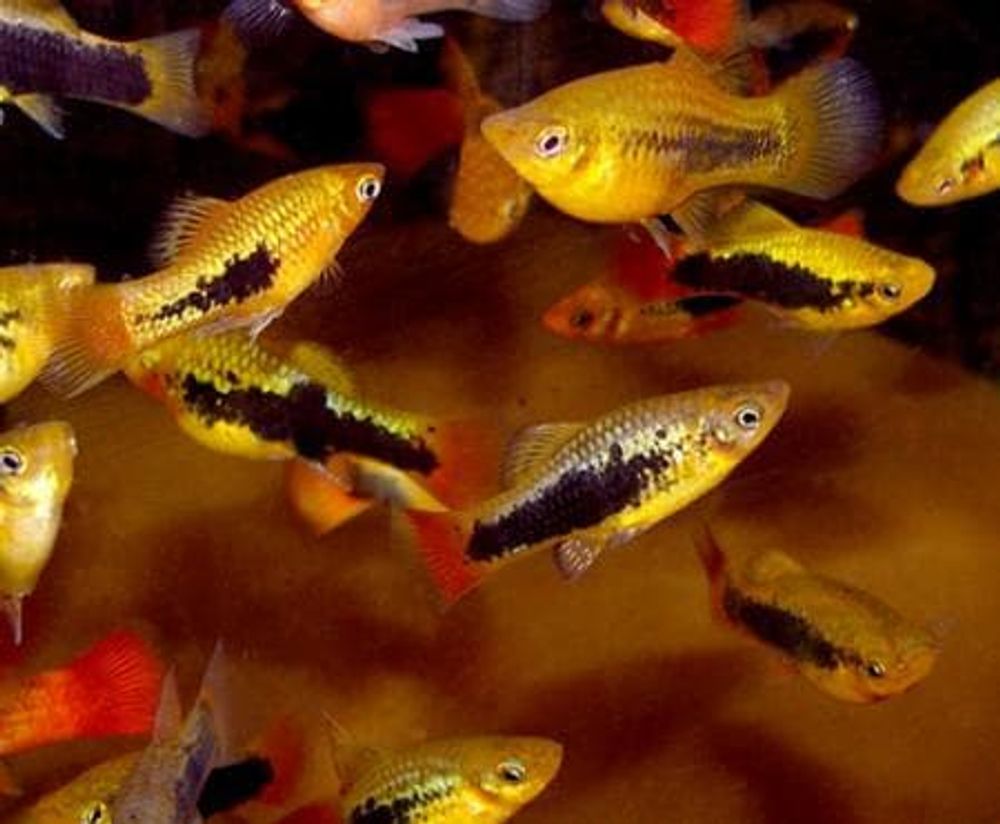 Пецилия красно-черная(код 829)   (Xiphophorus variatus)