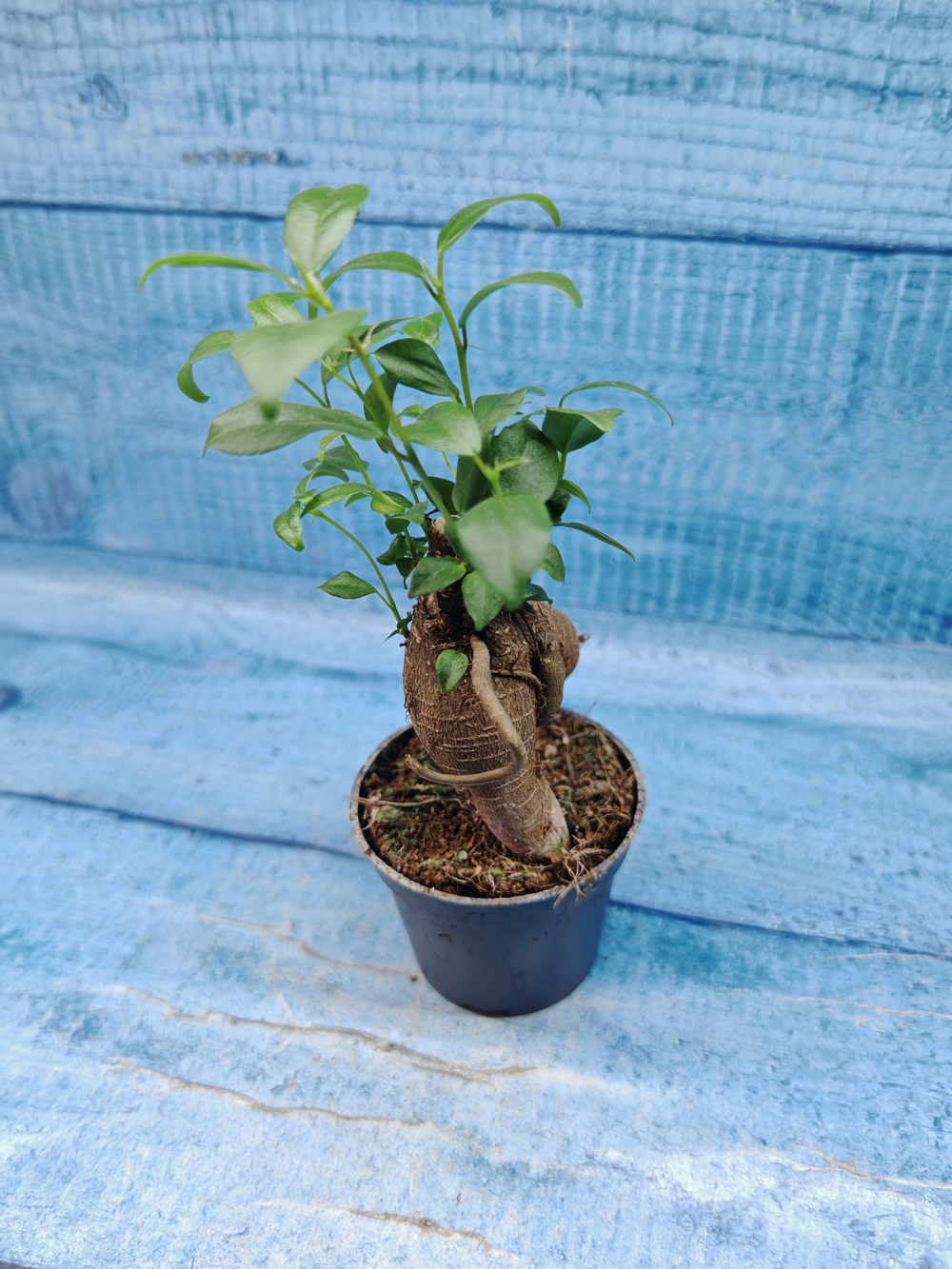 Ficus Microcarpa (Фикус Микрокарпа)