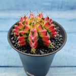 Gymnocalycium Variegata (Гимнокалициум Вариегатный)