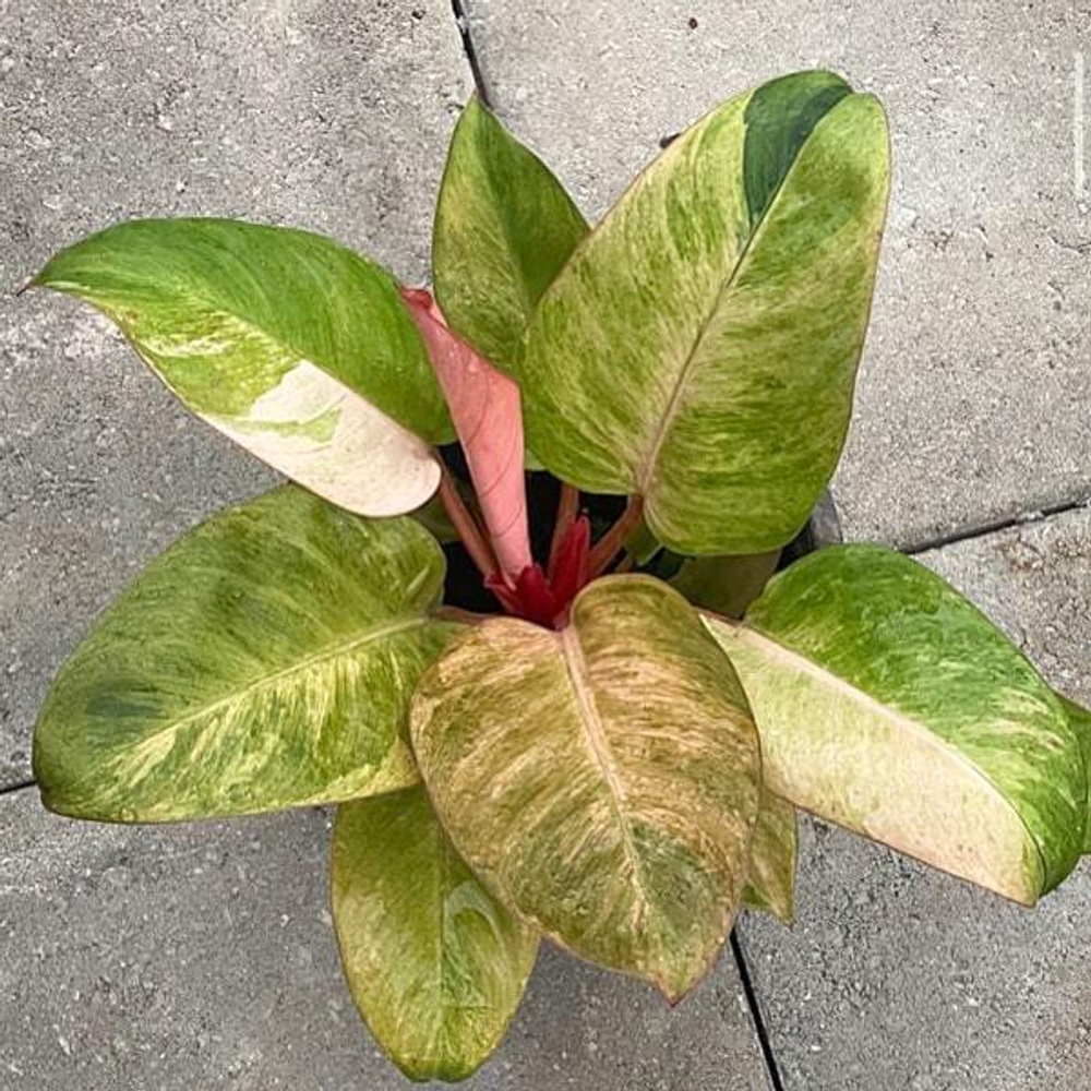 Филодендрон RED CONGO VAR MINT