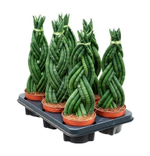 Сансевиерия цилиндр коса