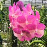 Ванда V PRAPATHOM GOLD X FAH MUI PINK