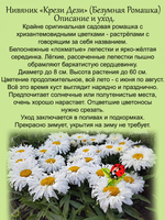 Ромашка Крези Дези садовая Нивяник