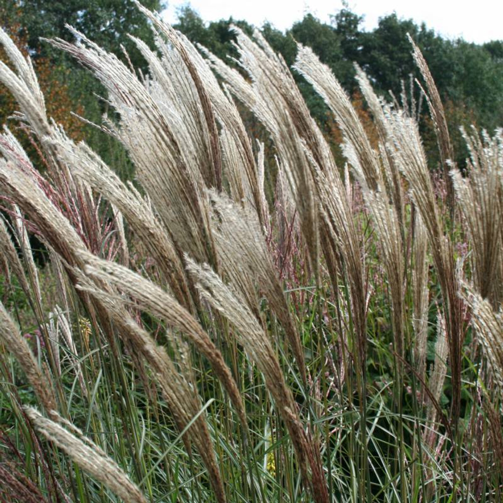 Мискантус китайский "Kleine Silberspinne". Miscanthus sinensis "Kleine Silberspinne".