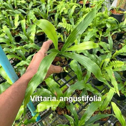 Виттария V.ANGUSTIFOLIA