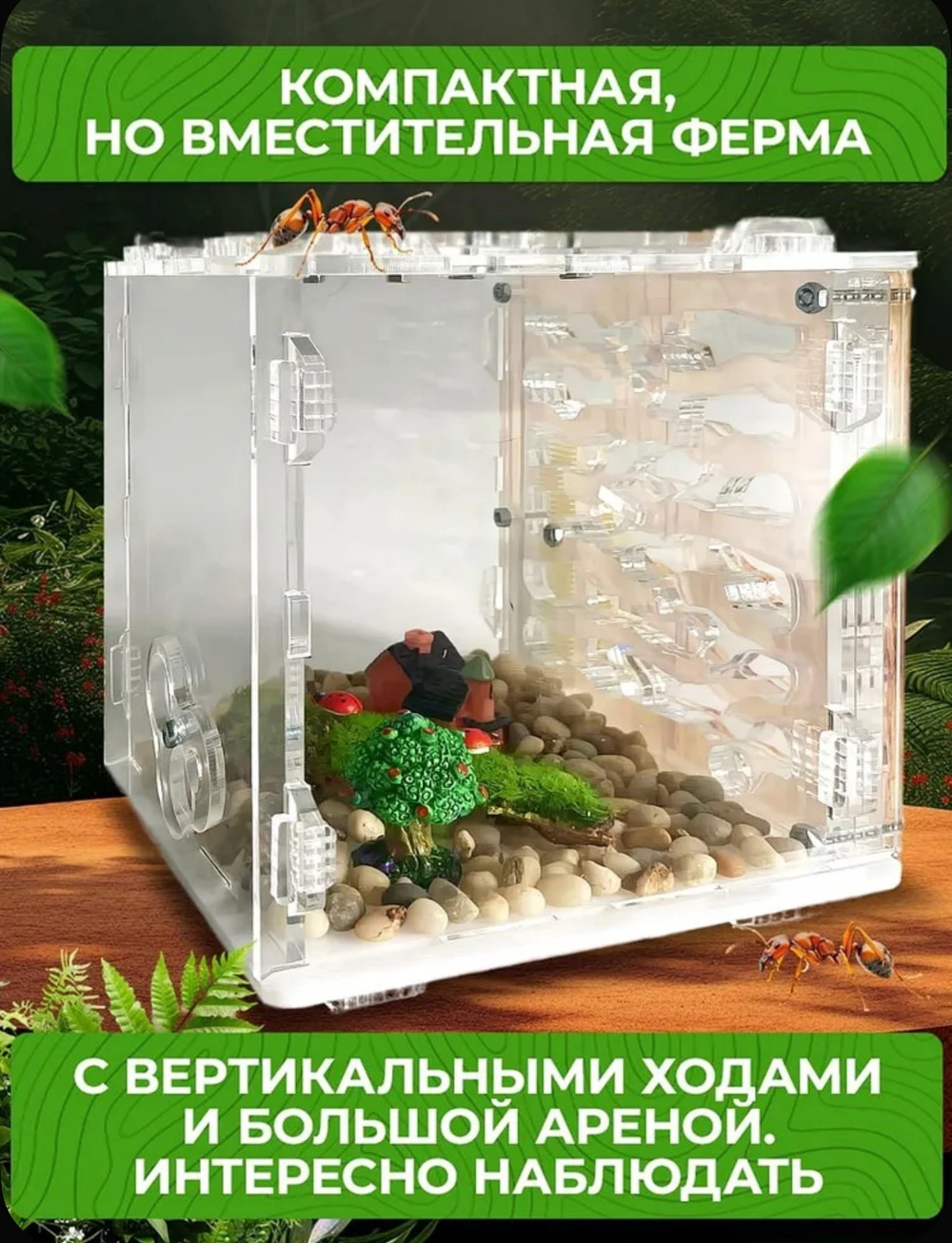 Муравьиная ферма «Кубик Древесный» с муравьями в подарок