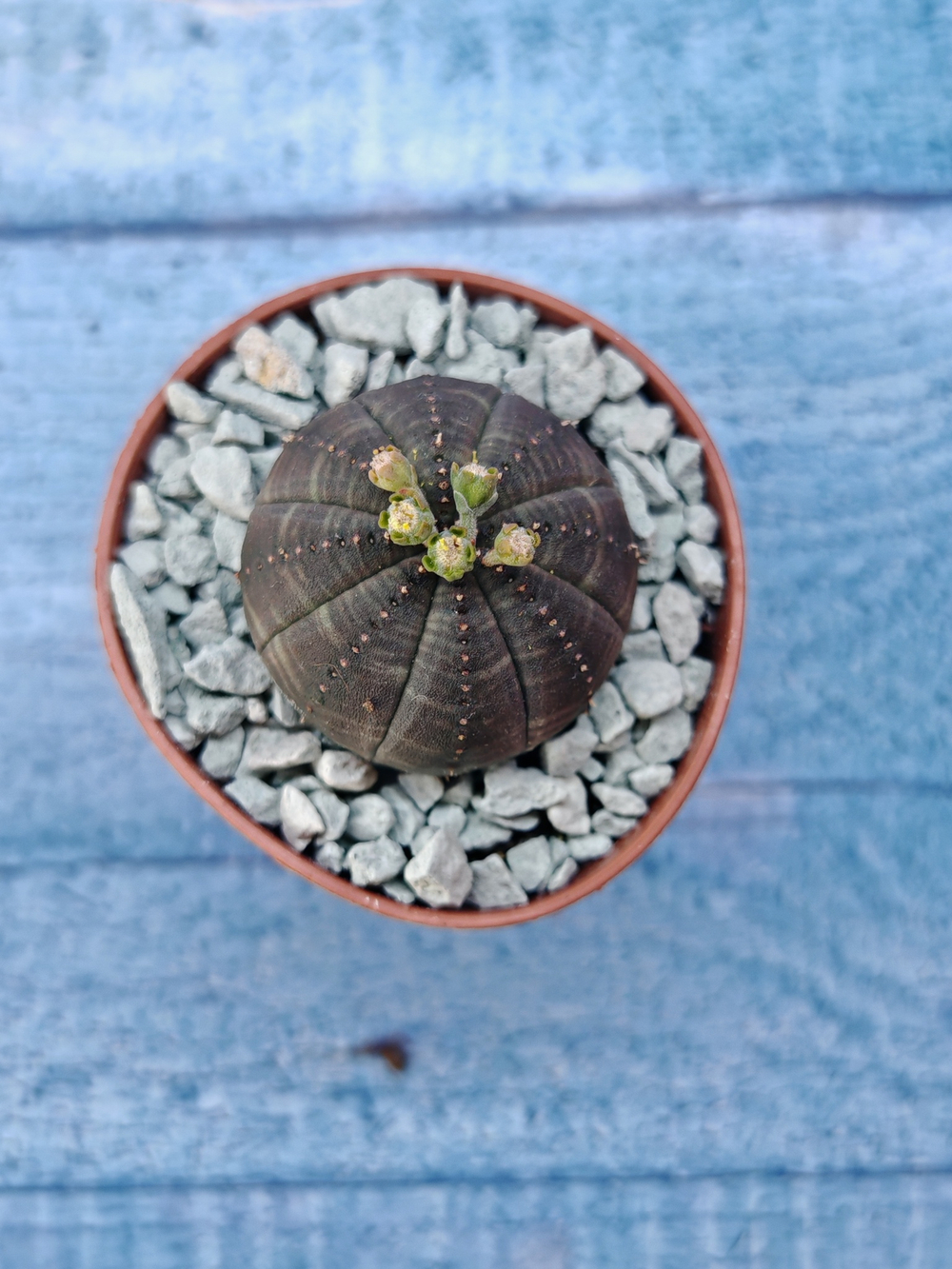 Суккулент Euphorbia Obesa (Эуфорбия)