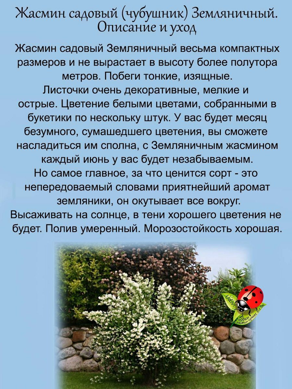Жасмин Земляничный садовый чубушник ароматный