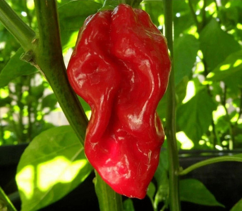Семена острого перца Язык Дьявола (Devil's Tongue Red) 25шт