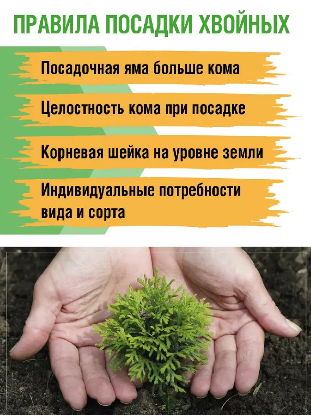 Саженец Туя западная Брабант 5 шт хвойные