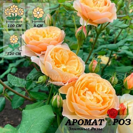 Роальд Даль (Roald Dahl)