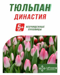 Тюльпан Луковица, Династия 5+ шт
