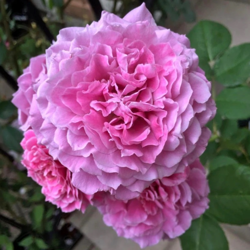 Юмимурасаки (Yumemurasaki)