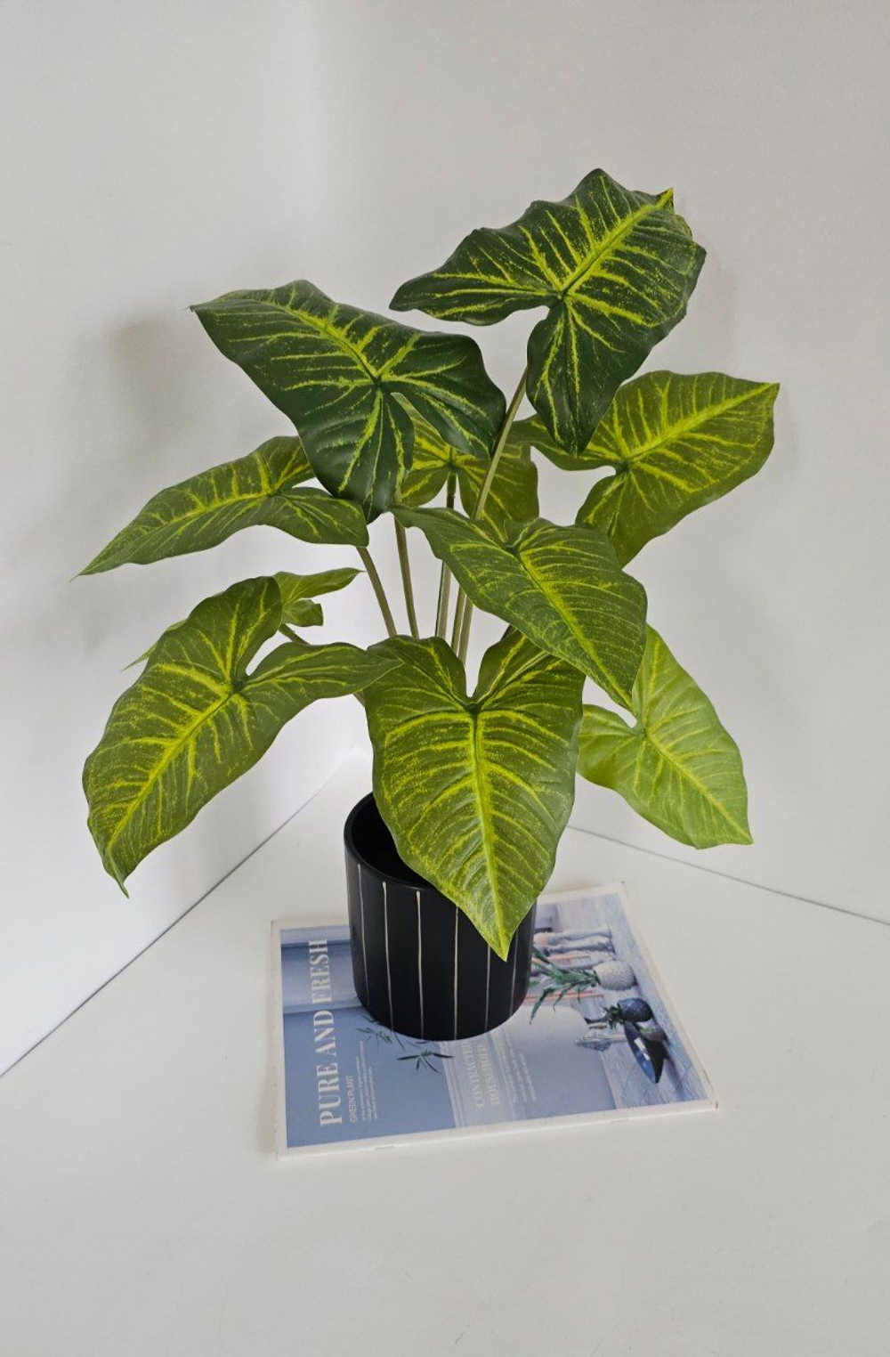 Калатея / Арт 6087