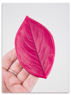 Лист аронии большой (черноплодная рябина)