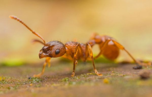 Род муравьев Myrmica