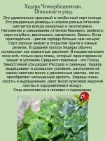 Хедера Четырёхцветная плющ