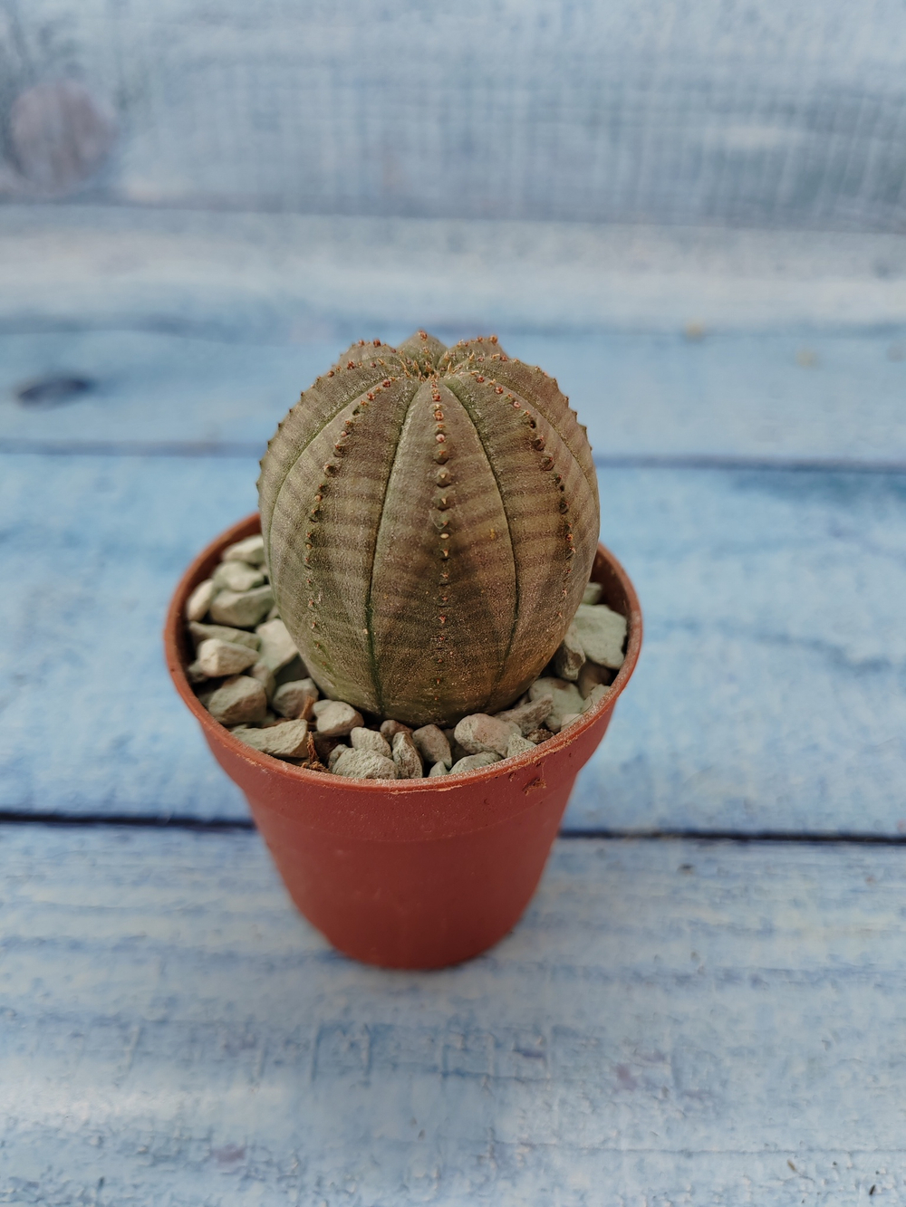 Euphoria Obesa (Эуфорбия)