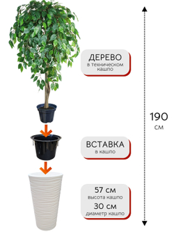 Искусственное дерево Фикус Зеленый 190 см в высоком круглом белом кашпо
