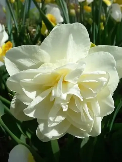 Нарцисс Махровый Обдам