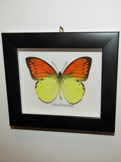 Бабочка Hebomoja leucippe в рамке