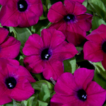 П19 Петуния Blanket Zinfandel