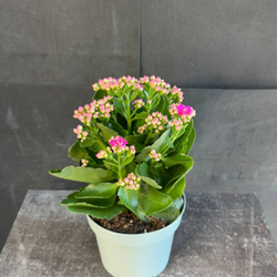 Каланхоэ Блоссфельда (Kalanchoe blossfeldiana) розовое