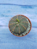 Euphorbia Obesa (Эуфорбия)