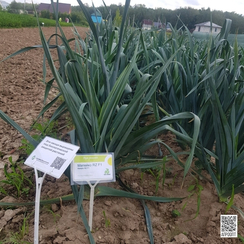 Матейко F1 семена лука порей (Rijk Zwaan / Райк Цваан)