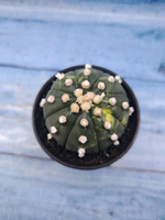 Astrophytum Asterias variagate (Астрофитум)