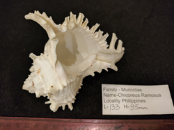 Мурекс Рамозус 135-250 мм