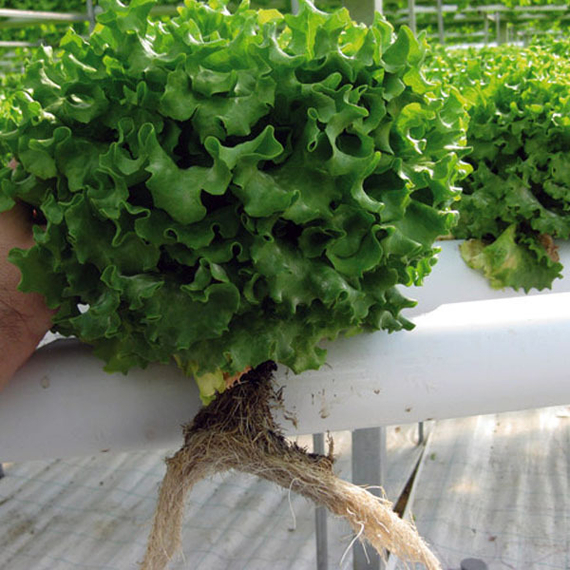 Кайпира_семена_салата_батавия_Энза_Заден_купить_семена – фото 2