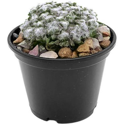 Суккуленты 🌵 - большой ассортимент в наличии