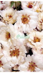 Портулак крупноцветковый F1 SUNDIAL CREAM