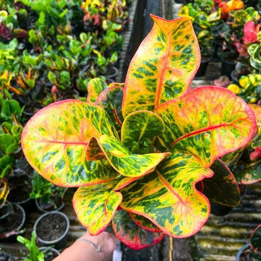 Кротон RUNG ARUN